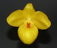 Paphiopedilum armeniacum x sib