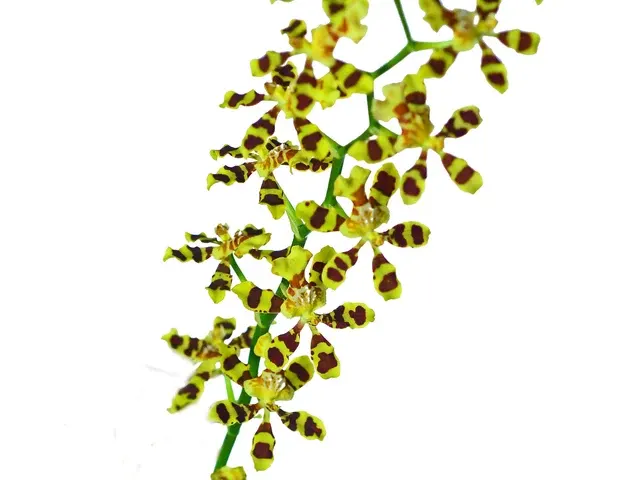 Oncidium tigroides (Oncidium)