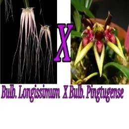 Bulbophyllum Longissimum X Bulb. Pingtugense Bushy Plant (Bulbophyllum)