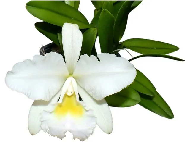Rhyncholaeliocattleya Andean Clouds (Rhyncholaeliocattleya)