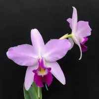 L. anceps 'SanBar Marble King' AM/AOS X L. anceps 'SB Marble Hall' — Cal-Orchid Inc.