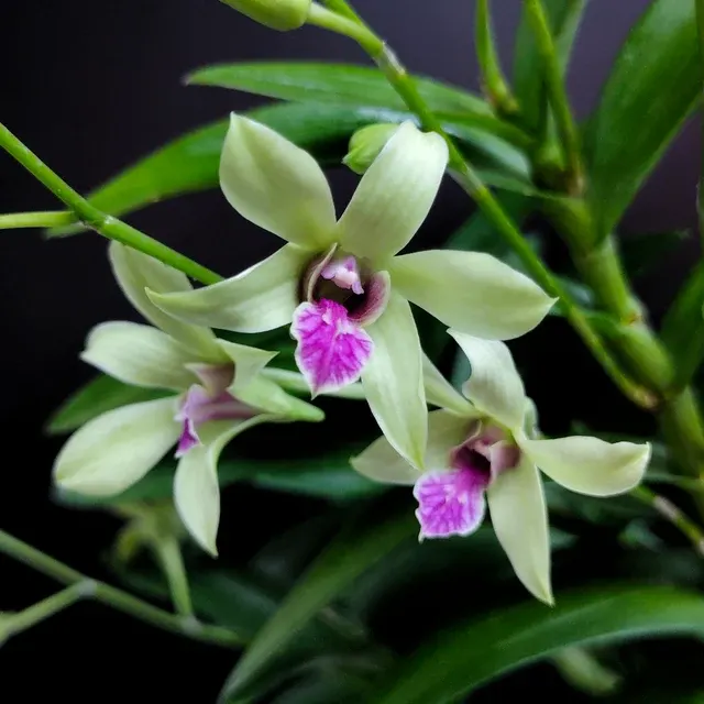 Dendrobium Caesar Bangkok (Dendrobium)