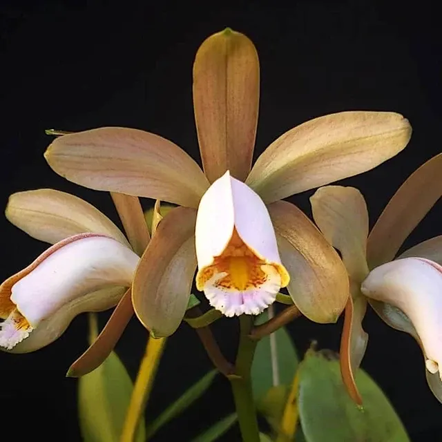 Cattleya forbesii var tipo
