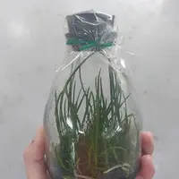 Papilionanthe teres var. alba flask