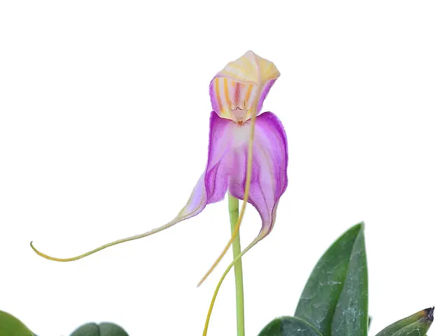 Masdevallia antonii (Masdevallia)