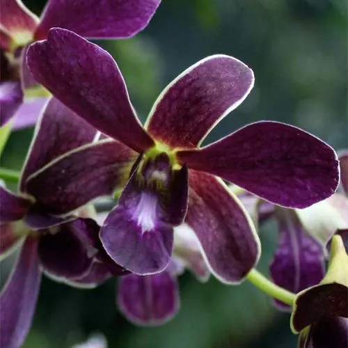Dendrobium Toshiko Blue x Izumi (Dendrobium)
