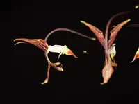 Gongora superflua