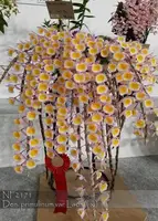 Den. primulinum var Laos