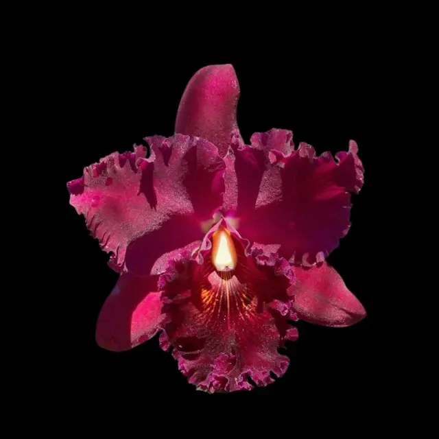 Cattleya Alliance: Rlc. Sachiko Tsugawa 'Volcano Queen'