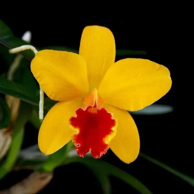 Cattleya Seagulls Beaulu Queen Parfumata 'CT-Hui Ya'