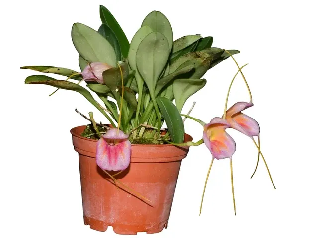 Masdevallia Enrique Leon (Masdevallia)