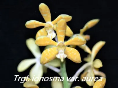 Trichoglottis ionosma (Trichoglottis)