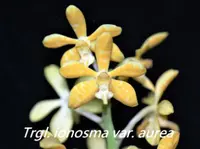 Trgl. ionosma var. aurea (TRIOA) (- Trichoglottis ) Trgl.=Trichoglottis