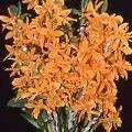 Den. Stardust ‘Firebird’ x unicum ‘Fireworks’ — Not Currently In Bloom or Spike