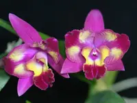 C. Hawaiian Splash 'Lea' BM/JOGA (Payche x Mishima Star) (M369) (Hybrid)