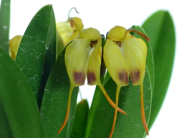 Masdevallia concinna (Masdevallia)