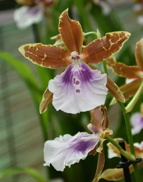 Miltassia SUMMERBREEZE