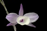 Dendrobium aphyllum - ‘Variegata’