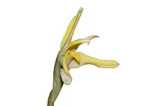 Maxillaria azulensis