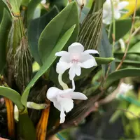 Dendrobium abberans