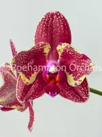 Phal. Miki Red Voodoo ' Ogoun' — Blooming size