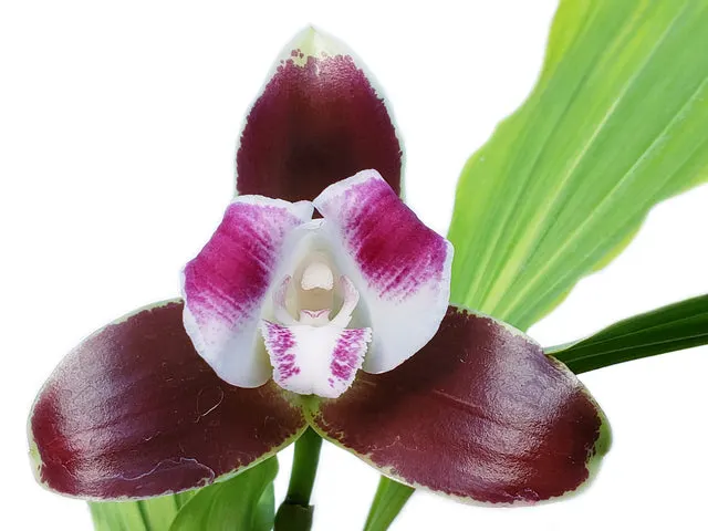 Lycaste macrophylla var litensis