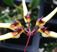Bulbophyllum serratotruncatum