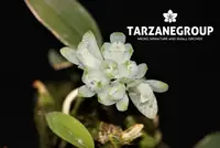 DENDROBIUM LEUCOCYANUM PNG MINIATURE ORCHID POTTED