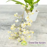 Oncidium Twinkle Grex 21