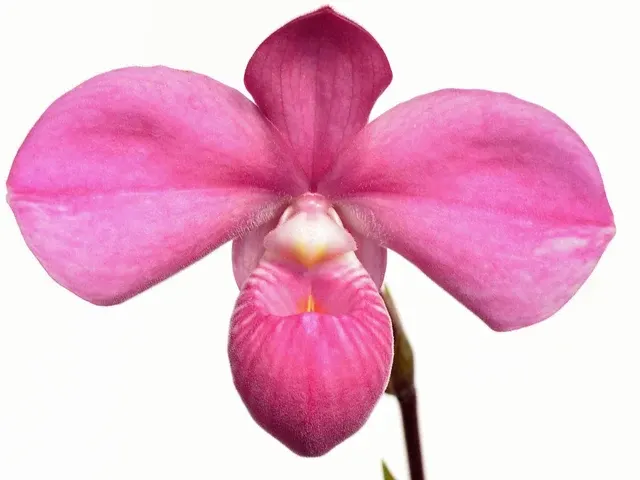 Phragmipedium Graeme Jones (Phragmipedium)