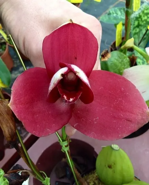 Lycaste Chita Sunset X 'Vulcan'