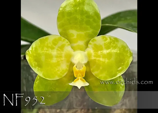 Phalaenopsis LD Gigan Green Giant 'Note : Limited'