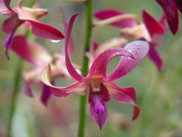 Dendrobium Norma Jackson 'Kalapana Sunrise'
