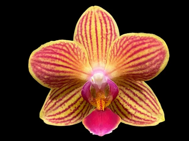 Phalaenopsis Gold Staff