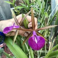 Bc. Star Ruby 'Xanadu' parfumata