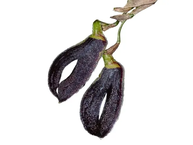 Zootrophion machaqway (Zootrophion)