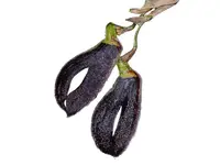Zootrophion machaqway