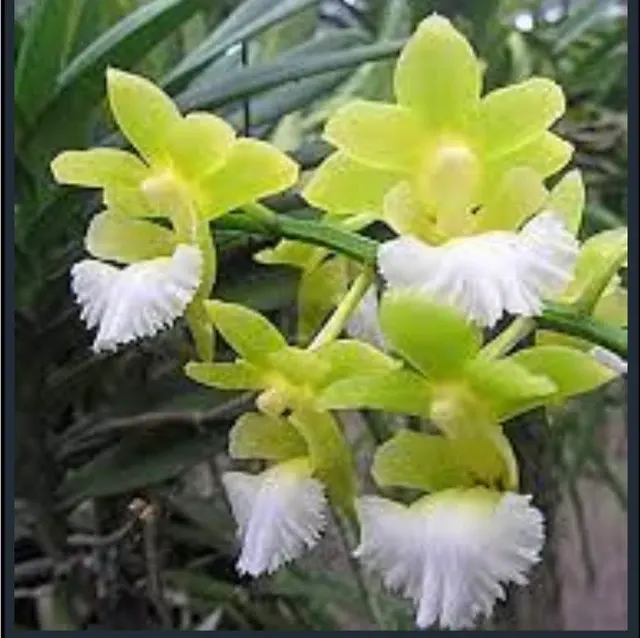 Vanda vietnamica sp