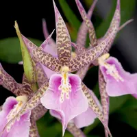 Mtssa. CM Fitch 'Izumi'