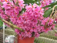 Den. Hibiki 3 1/4 inch pot (no blooms) This is not a clone