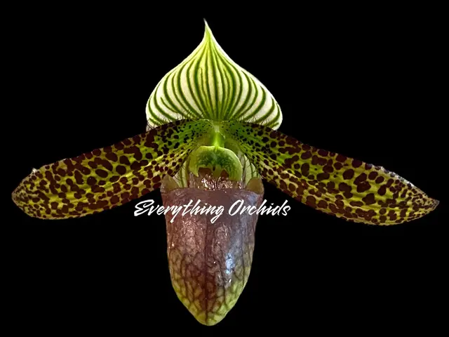 Paphiopedilum Saiun