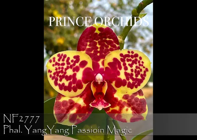 Phalaenopsis YangYang Passioin Magic 'Note : Amazing Cross .' (Phalaenopsis)