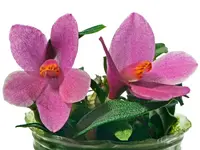 Dendrobium Nagomi f. pink