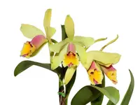 Cattleya aurora — No