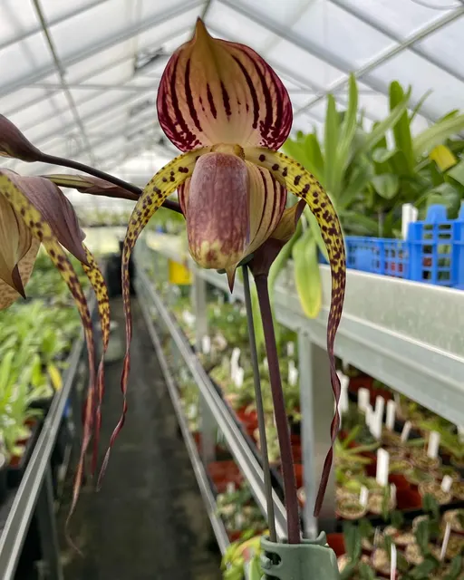 Paphiopedilum Hung Sheng Cape