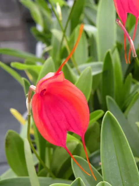 Masdevallia Marguerite