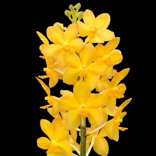 Vandachostylis Veeraphol (Vandachostylis)