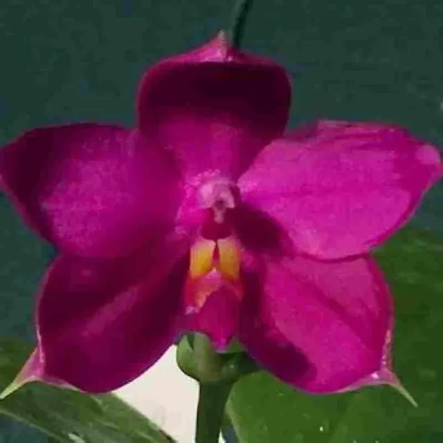 Phalaenopsis violacea sp 'Red Strain' (Phalaenopsis)