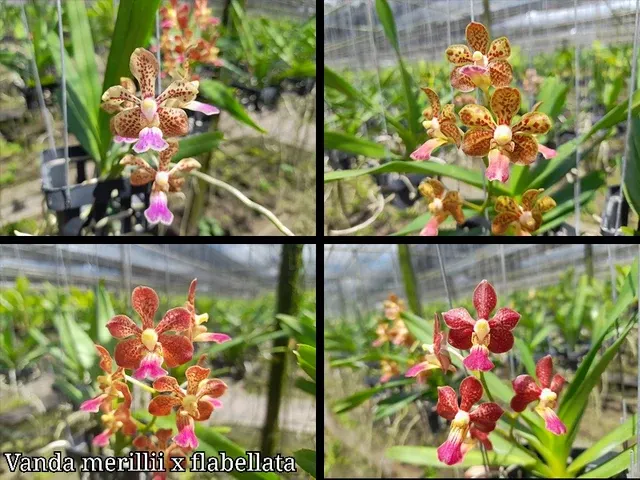Vanda merrillii x flabellata (Vanda)