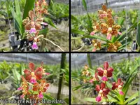 Vanda merrillii x flabellata
